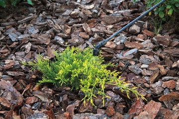 Spraying young juniper against pests and diseases with garden sprayer.