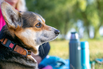 horizontal closeup photo of a domestic dog on a picnic