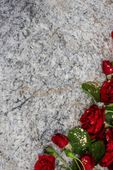 Top view of red roses on white marble layout, spattered with gold. Beautiful Valentine's day concept with space for text.