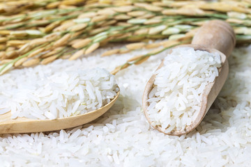 wooden spoon and wooden scoop with rice on rice with rice ears background with copy space, Natural food high in protein.