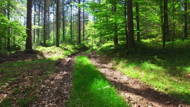 trail in the forest kobernausser wald in upper austria
