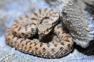 Vipère aspic (vipera aspis atra)