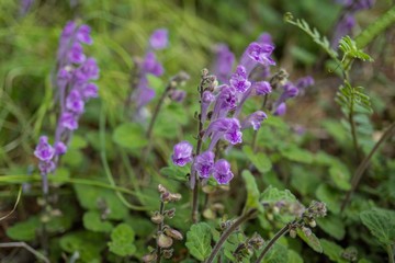キランソウの花をクローズアップ／Ajuga decumbens
