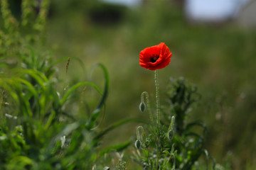 red poppy on a saturated green grass background