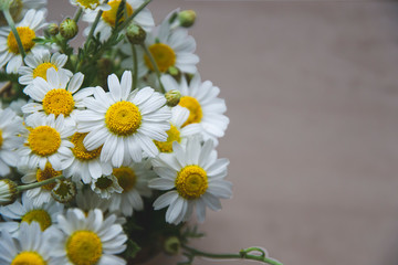 Close up top view on small medicine daisies on light brown background as greeting card concept with blooming flowers and copy space for text, natural chamomile background as natural wallpaper 