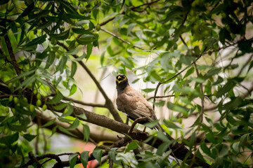 Common myna bird