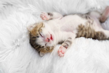 Fototapeta na wymiar view top newborn kitten lying on his back on a white fluffy blanket. Pets