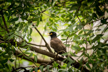 Common myna bird