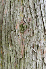 Bark surface trace of a large tree