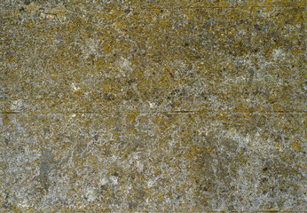 the old concrete wall covered with lichen