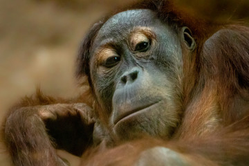 an orangutan resting and looking