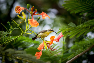 small sunbird on a branch