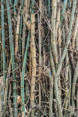 Abstract pattern of bamboo tree background