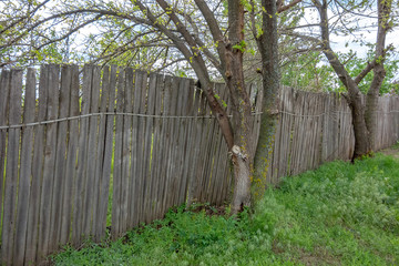 Old wooden fence on an abandoned overgrown summer cottage.