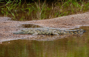 A light coloured, Nile crocodile (Crocodylus niloticus) basking on the bank of a perennial river,...