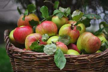 Basket of ripe apples plucked from a tree in the garden. Picking apples. Background for wallpaper. Healthy fruits for health.