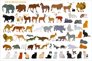 Obraz na płótnie Canvas Set of different animals. Wild animals. Domestic cats.