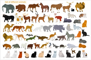 Set of different animals. Wild animals. Domestic cats.