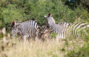 Fototapeta na wymiar A harem of plains zebra (Equus quagga) mares feeding at the end of the rainy season in the South African bushveld.