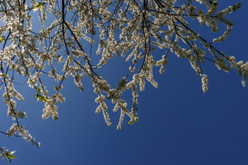 A plum blossom with long and beautiful branches against the blue sky. Look from the bottom up. | KOROVYAKOVA, SVERDLOVSKAYA OBLAST - 9 MAY 2020.
