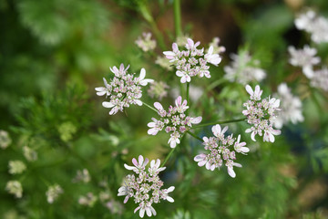coriander flower