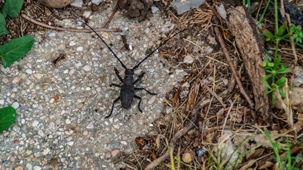 Coleottero nero con lunghe corna