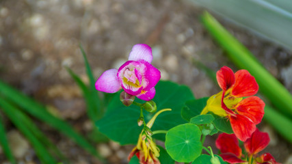 Fresie rosa e bianche in primavera
