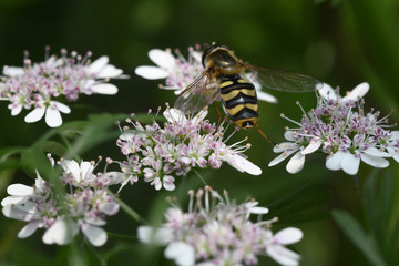 coriander flower