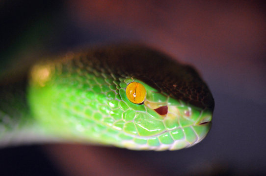 Trimeresurus albolabris, Crotale des bambous