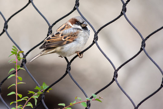 Male house sparrow perched on chain-link fence