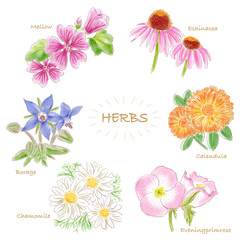 herbs_flower_watercolor
