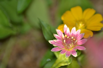 Obraz premium pink and yellow flowers