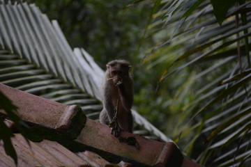 monkey sitting on a roof