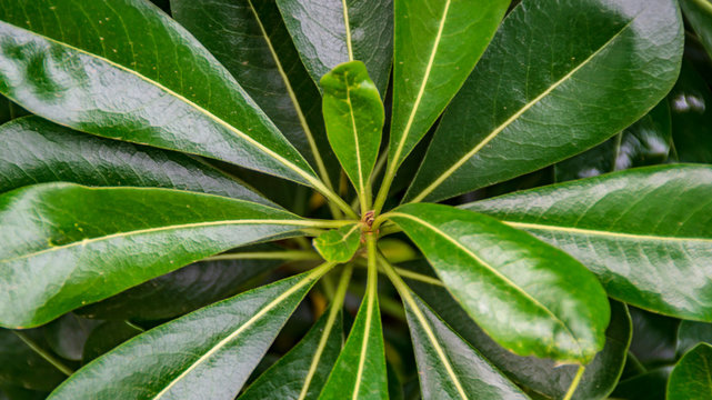 Colori delle foglie del pitosforo in primavera