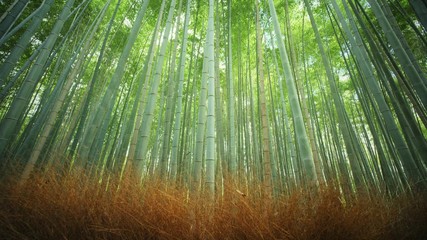 Bamboo Forest. Kyoto, Japan