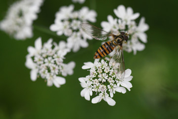 coriander flower