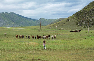 A herd of horses running through the meadow. Girl running for horses. Russia,Altai.