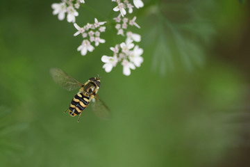 coriander flower