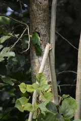 White-cheeked barbet making nest