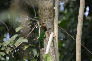 White-cheeked barbet making nest