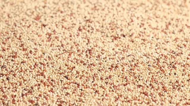Mix of white, red and black raw quinoa seeds rotating, South American grain. Healthy and gluten free food concept background.