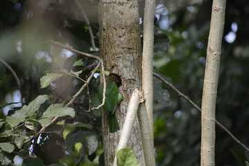 White-cheeked barbet making nest