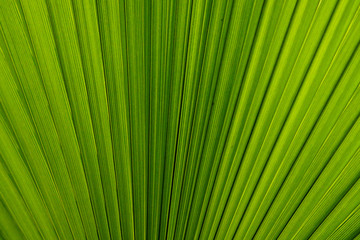 Obraz premium Background with palm leaves. Macro.