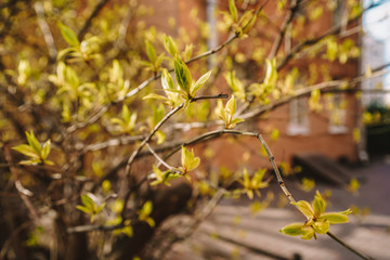 Leaves are blooming from the buds, spring close-up photo in the courtyard of a residential building