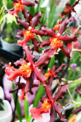 orchid fresh flowers