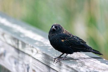 Juvenile red-winged blackbird on wooden railing