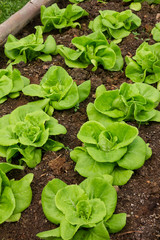 Butterhead lettuce in a organic vegetable garden