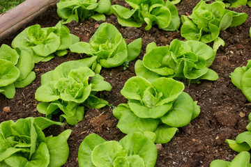 Butterhead lettuce in a organic vegetable garden