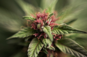 red and green flower cannabis