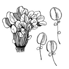 Hand drawn watercress lettuce. Vector sketch  illustration.